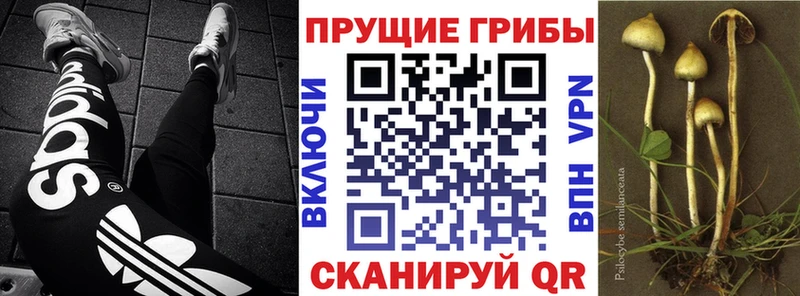 купить   Мегион  Галлюциногенные грибы Cubensis 